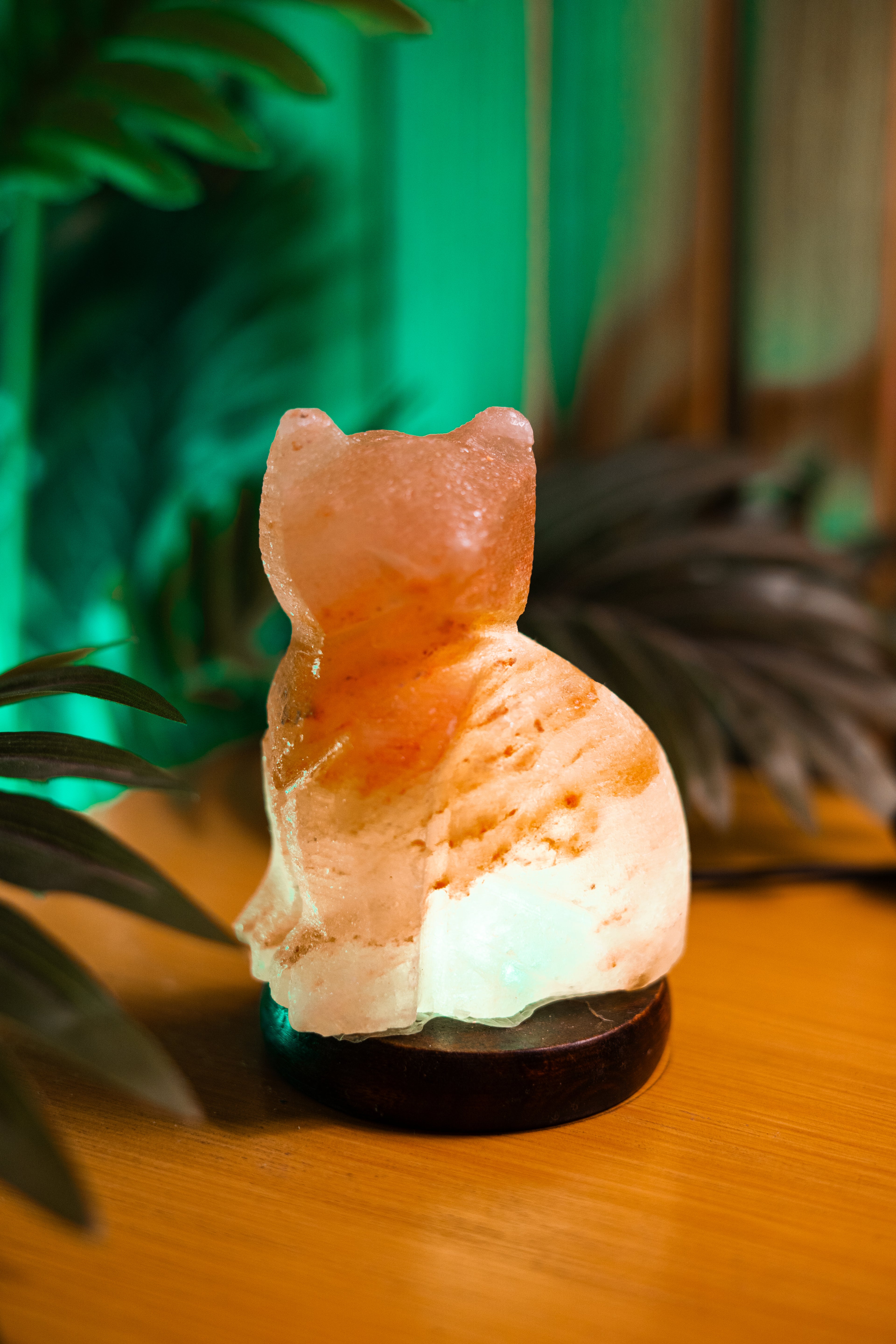 Cat Beam